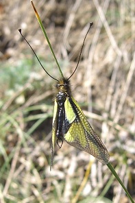 Ascalaphe dans la steppe